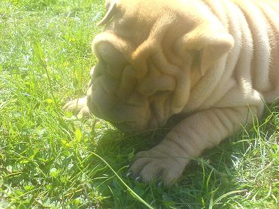  trop belle 