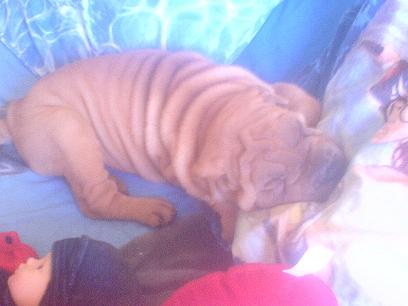 toujours ma puce qui dort 